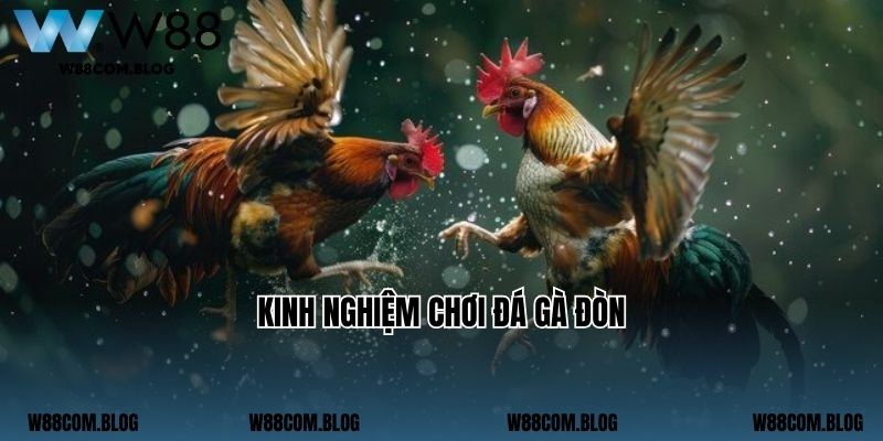 Kinh nghiệm chơi đá gà đòn