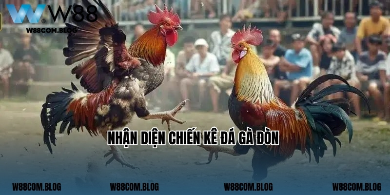 Nhận diện chiến kê đá gà đòn